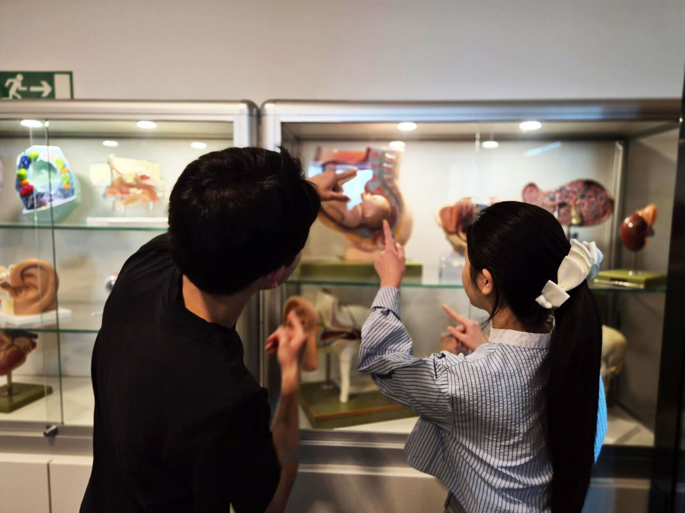 Zwei Auszubildende stehen vor einer beleuchteten Glasvitrine und betrachten verschiedene anatomische Modelle. Sie deuten gemeinsam auf ein Modell, das eine Schwangerschaft darstellt.